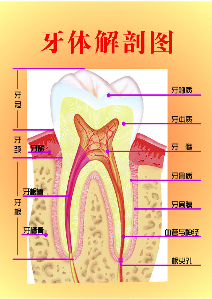 435海报印制海报展板素材12牙齿解剖图分图