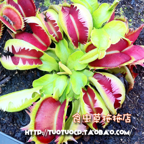 食虫植物模糊牙 捕蝇草 贝壳 三头犬 海神 镜像等 种好发货噢！ - 封面