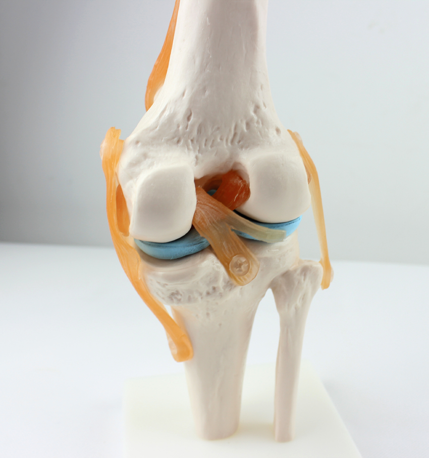 高端医学骨骼医学人体功能性膝关节韧带模型 膝关节模型 骨科教学