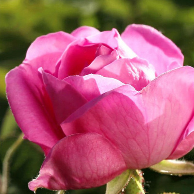 玫瑰柔美清丽水分亮肤色头道纯露