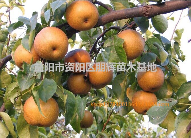 湖南果苗基地势嫁接梨苗 晚秋黄梨苗 晚熟可混批