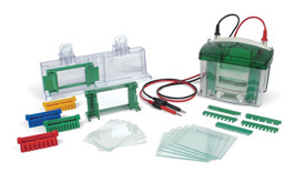 bio-rad1658001Mini-Protean Tetra伯乐小型垂直电泳槽