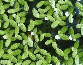 浮萍，品萍 浮性水草 15-20朵一份