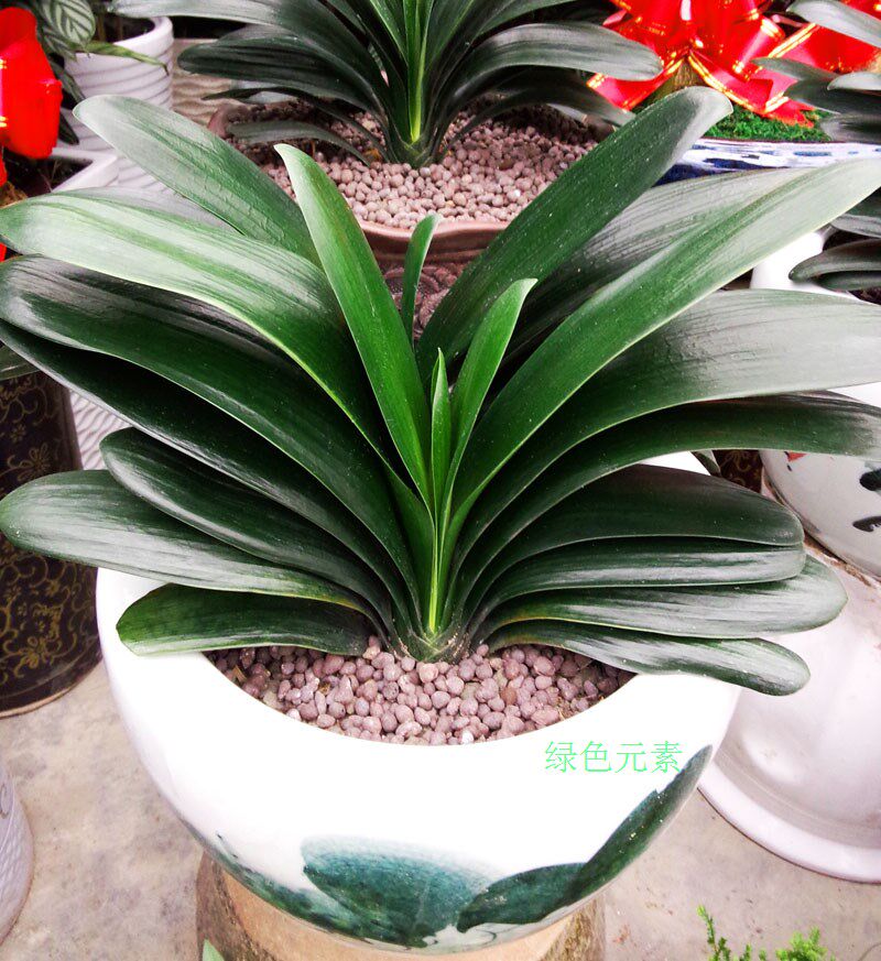 成都同城植物6年以上东北君子兰花开花圆头植物客厅阳台送礼花卉