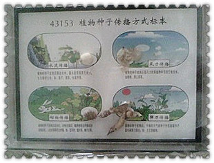 植物种子传播方式标本 J43153 小学科学 自然生物课 植物标本