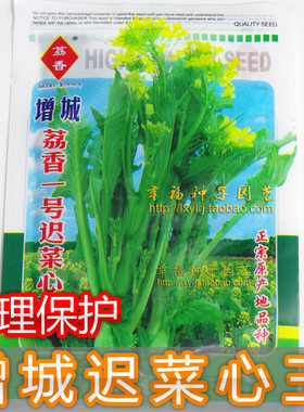 增城迟菜心种子高脚甜菜心品种