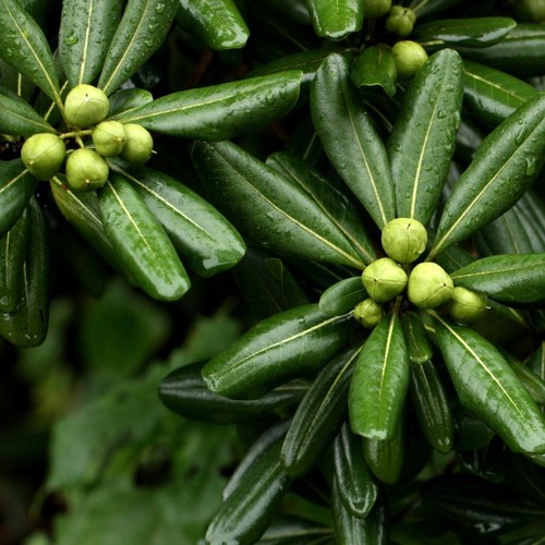 庭院篱笆灌木海桐四季常青绿化苗