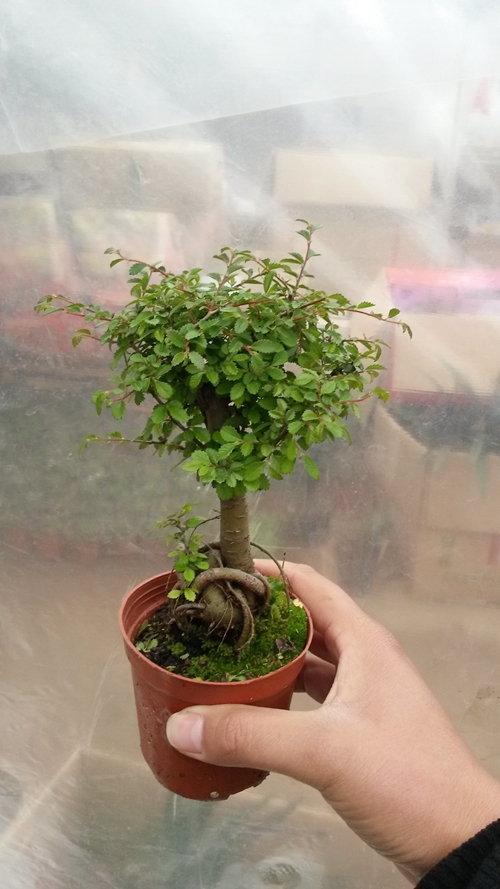 榆树盆景盆栽 树桩 小叶榔榆 熟盆露根 实物拍摄 微型小树桩现货