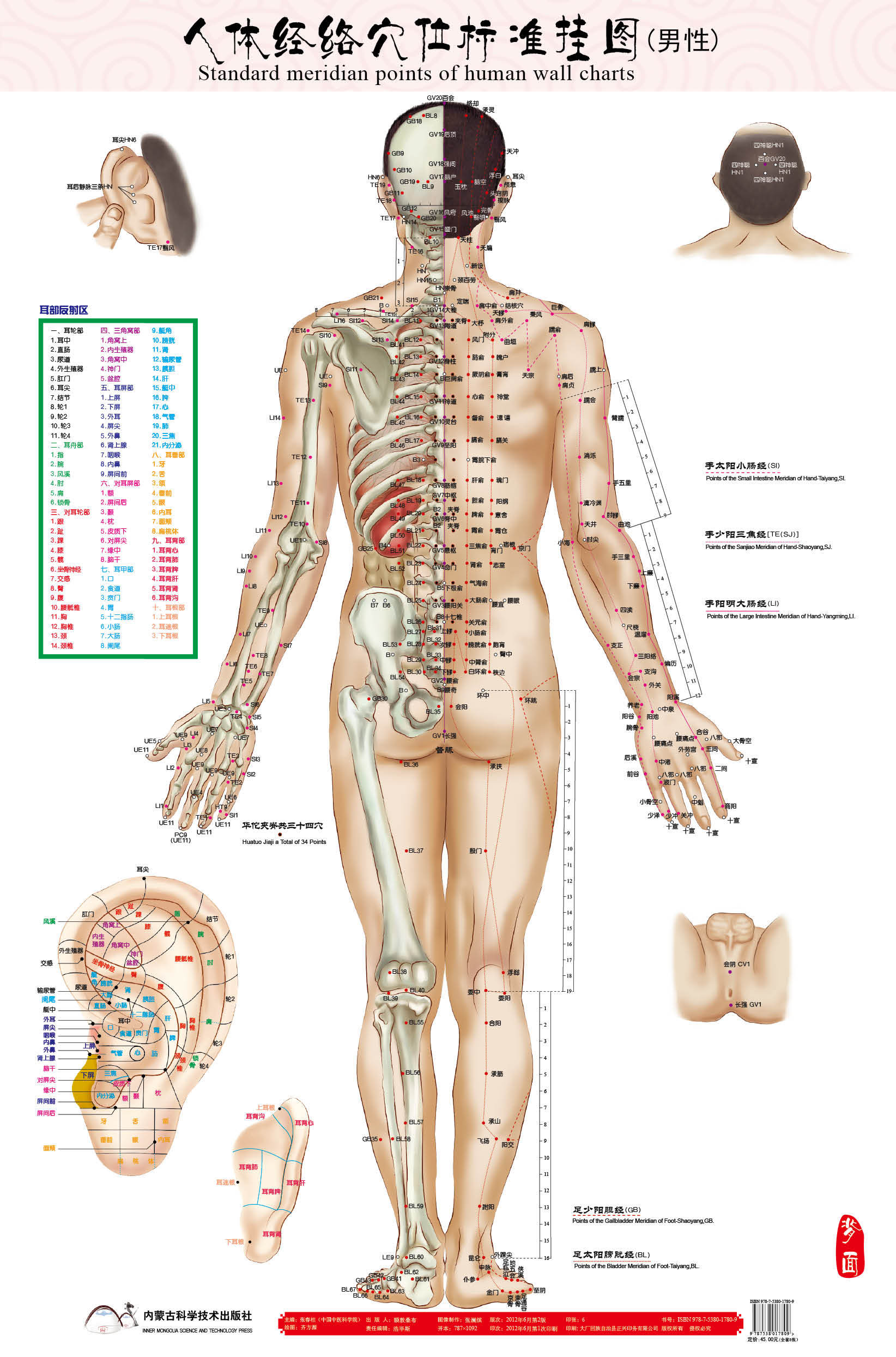 正品热卖男性人体经络穴位标准挂图（正背侧3张）赠中英文解说册 文具电教/文化用品/商务用品 其它印刷制品 原图主图
