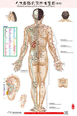 正品热卖男性人体经络穴位标准挂图（正背侧3张）赠中英文解说册