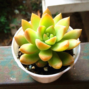 多肉植物 盆栽花卉 多肉 黄丽 肉肉老桩 办公室内小盆景绿植 包邮