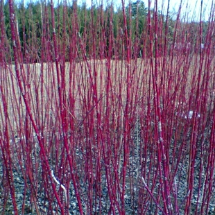 红瑞木苗红瑞木苗红梗木凉子木红瑞木小苗树苗绿化工程绿化苗苗木