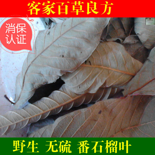 农家无糖番石榴叶