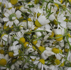 新鲜德国洋甘菊含蓝色精油