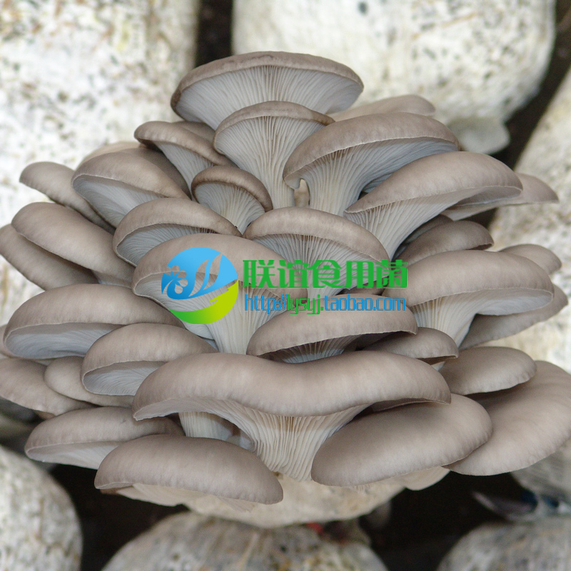 食用菌菌种 二级种 秋冬浅白平菇优秀品种 【天达1349】原种