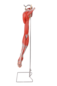 上肢肌肉附血管神经模型/解剖模型A11305