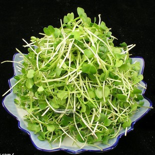 一斤25元 农家萝卜苗种子 萝卜种子寿光蔬菜种子 可做芽苗菜