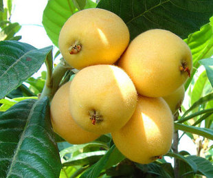 枇杷树苗宁海白荔枝白沙白玉庭院南方种植浙江地栽嫁接特大果树苗