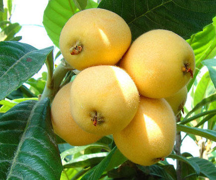 枇杷树苗宁海白荔枝白沙白玉浙江