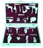 人体关节分类模型/解剖模型A11212