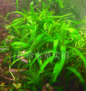 水草螺旋艾克，艾克（一枝）100%自家出产）-珍珍水草