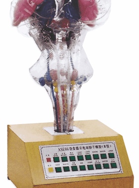 语音提示电动脑干模型GD/A18223