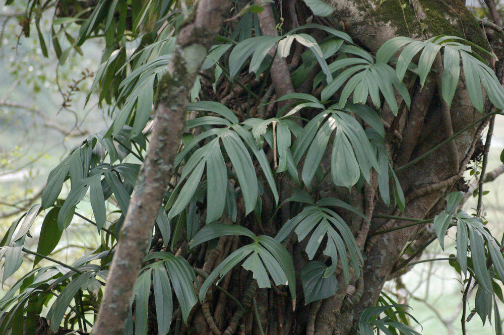 广西原生 大型绿植花卉盆栽 麒麟叶 水培植物 热带雨林造景水陆缸