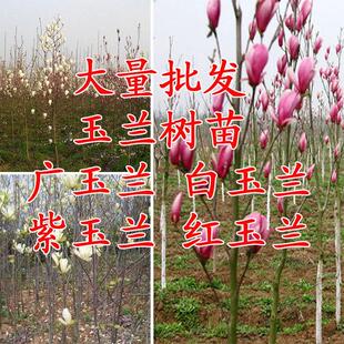 树苗绿化苗木 广玉兰树苗小苗 白玉兰 紫玉兰 黄玉兰 树苗木