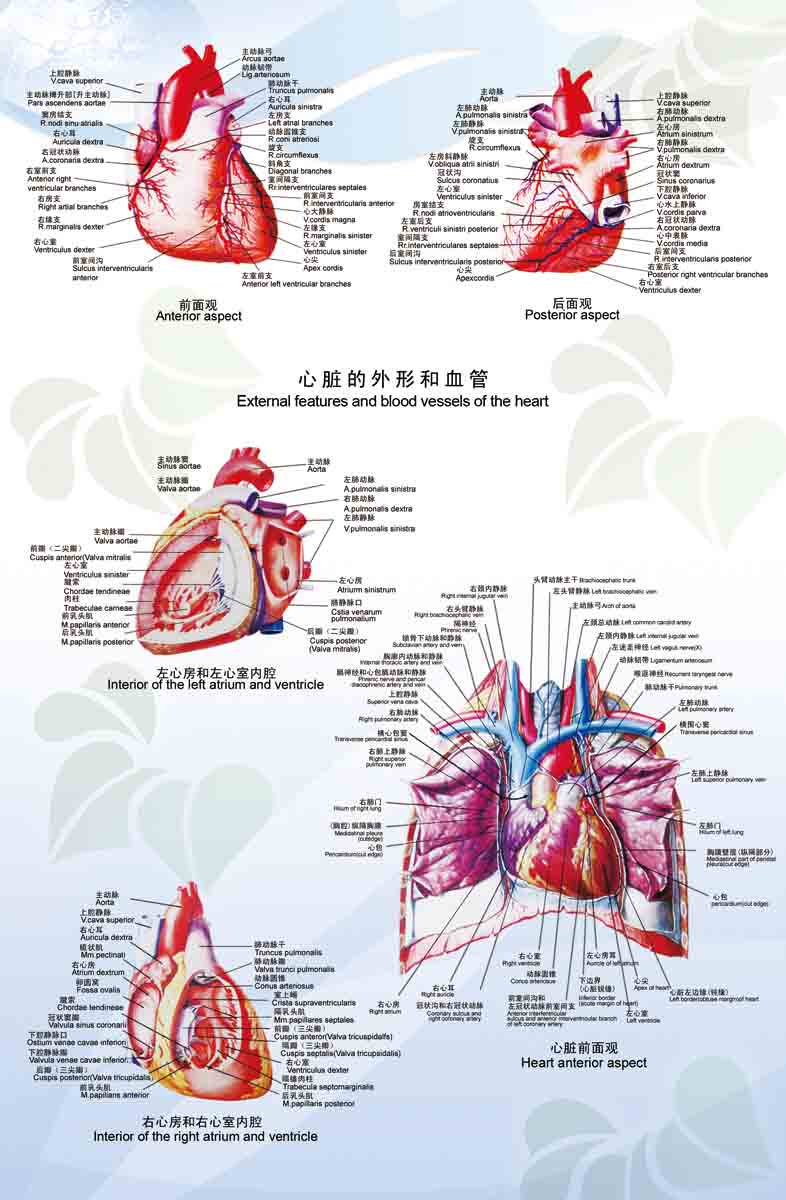 海报印制305素材人体器官展板45心脏 tif  非高清图