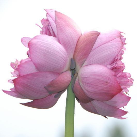 海报印制199书房卧室客厅贴挂画装饰墙壁挂画283并蒂莲jpg-1