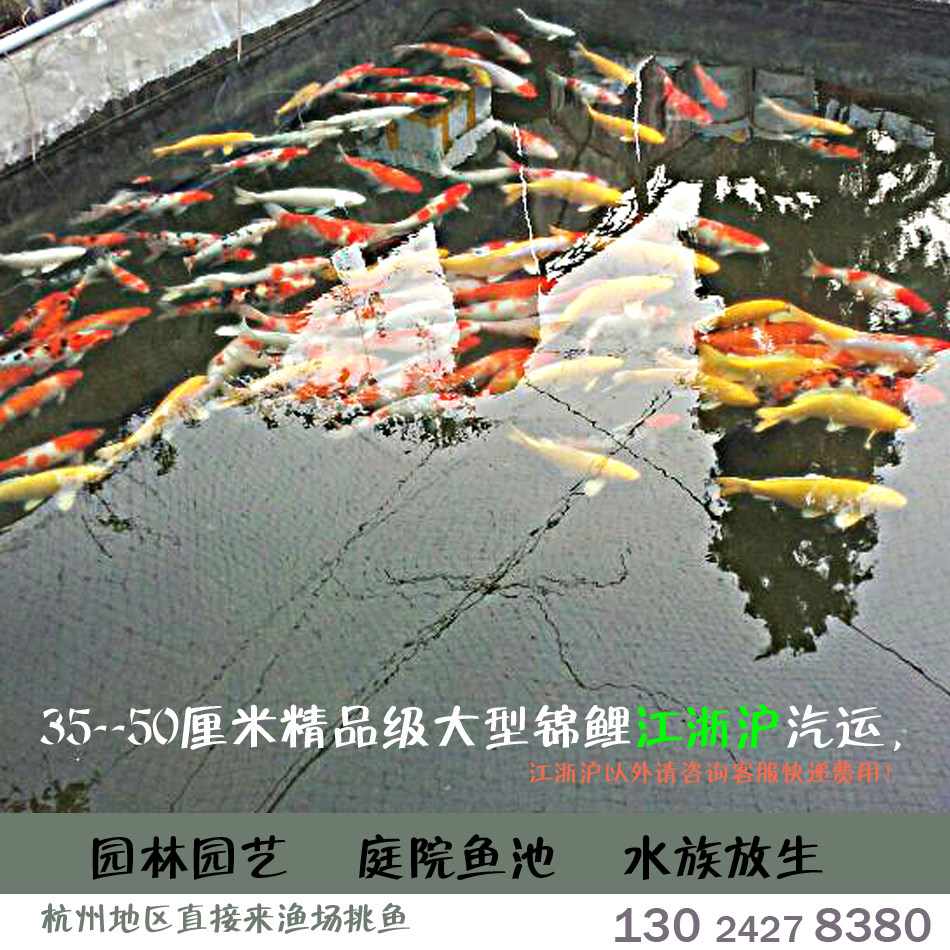 纯种锦鲤活体 金鱼活体 锦鲤 巨型 放生庭院鱼池御三家35-50厘米