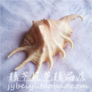 海螺贝壳七角螺10-12c