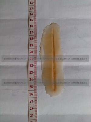 影视化妆用品 伤疤零件 假伤疤 假刀疤 刀伤 枪伤 弹孔 5号
