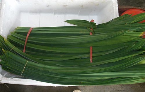 ÐÂÏÊÏãÀ¼Ò¶500g °ßìµÒ¶ Ì©¹ú½ø¿Ú ÆßÒ¶À¼Ò¶°ßìµµ°¸â 5½ïÊ¡ÄÚ°üÓÊ
