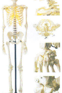男性全身骨骼模型A11101/1/人体骨骼模型