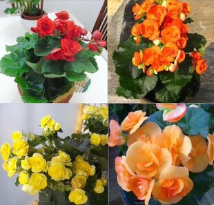 盆栽花卉 玫瑰海棠 丽格海棠花 四季秋海棠花苗重瓣 阳台植物