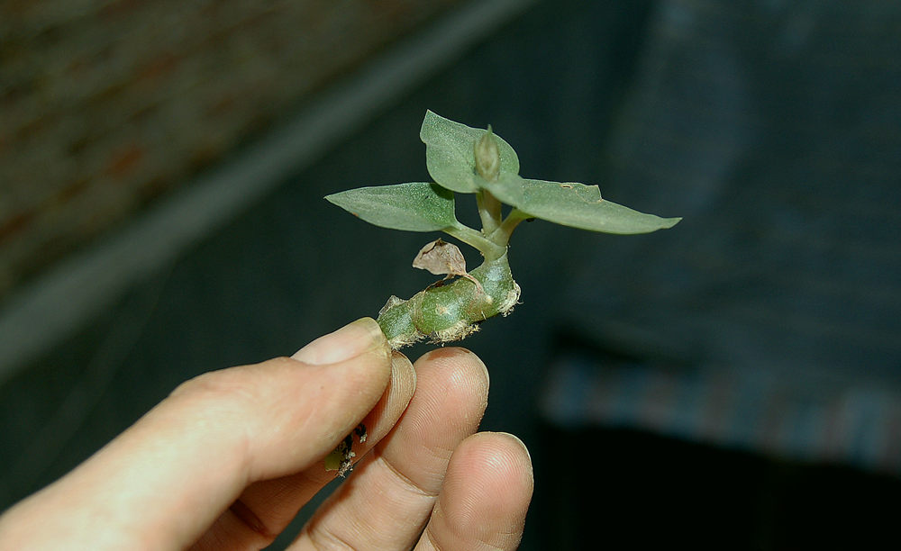 叉柱兰室内喜阴花卉盆栽植物稀有本土附生绿植南美水陆生态雨林缸 鲜花速递/花卉仿真/绿植园艺 多肉植物 原图主图