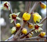 [Цветок и дерево небольшое здание]