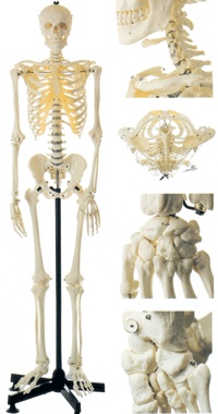 女性全身骨骼模型GD/A11101/2全身人体骨骼模型