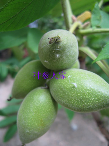 长白山野生靑核桃 青龙衣 青皮核桃 20元/斤 （鲜品）包邮