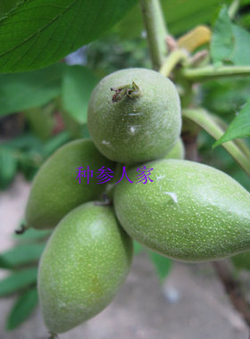 长白山野生靑核桃 青龙衣 青皮核桃 20元/斤 （鲜品）包邮