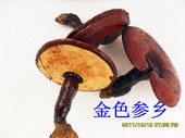 半野生灵芝东北红灵芝 整枝赤灵芝 品质保证 椴木灵芝 长白山