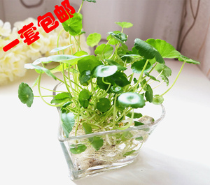 铜钱草套装包邮 水培水生水养花卉植物 可买单株  防辐射吸甲醛