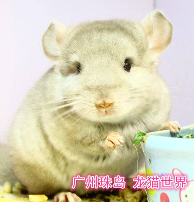 2个月大 A级 龙猫宝宝 米色DD 广州实体店 现售