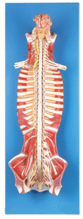 A18102 椎管内部脊髓神经模型GD
