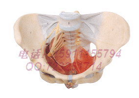 17106女性骨盆附盆底肌和神经模型 盆骨 生殖器 人体骨骼模型实拍