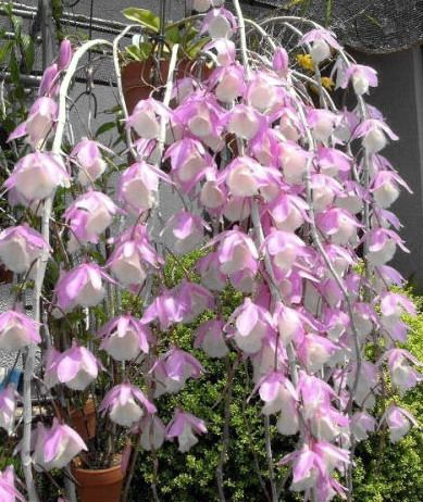 兰花-洋兰-石斛兰原生种--den.aphyllum(泰国个体)瀑布  浓香