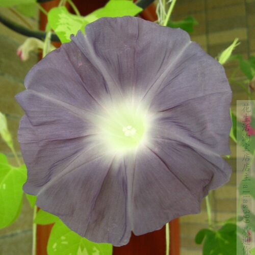 银狼朝颜牵牛花爬藤阳台