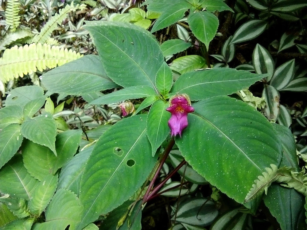 广西原生稀有岩溶洞穴 喜阴花卉凤仙花 绿植植物庭院阳台草本盆栽