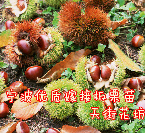 宁波板栗树苗毛栗苗栗子树苗 板栗树苗拍二棵包邮果树果苗